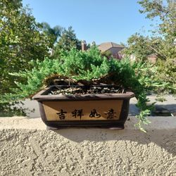 Bonsai
