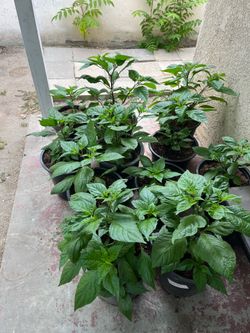 Pepper Plants