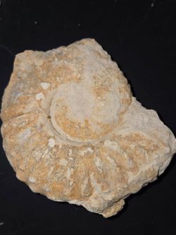 Ammonite Fossil Specimen
