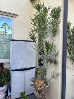 Fire stick with assorted succulent plants and air plant attached