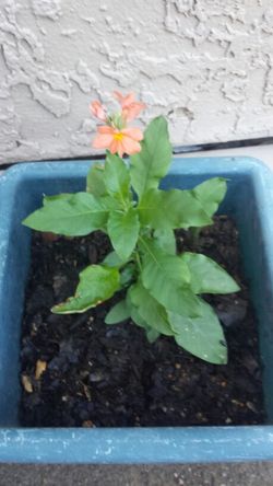 Orange Flower corrasandra firecracker seed plant