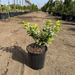Fragrant Star Jasmine Bush – 5 Gallon Pot.