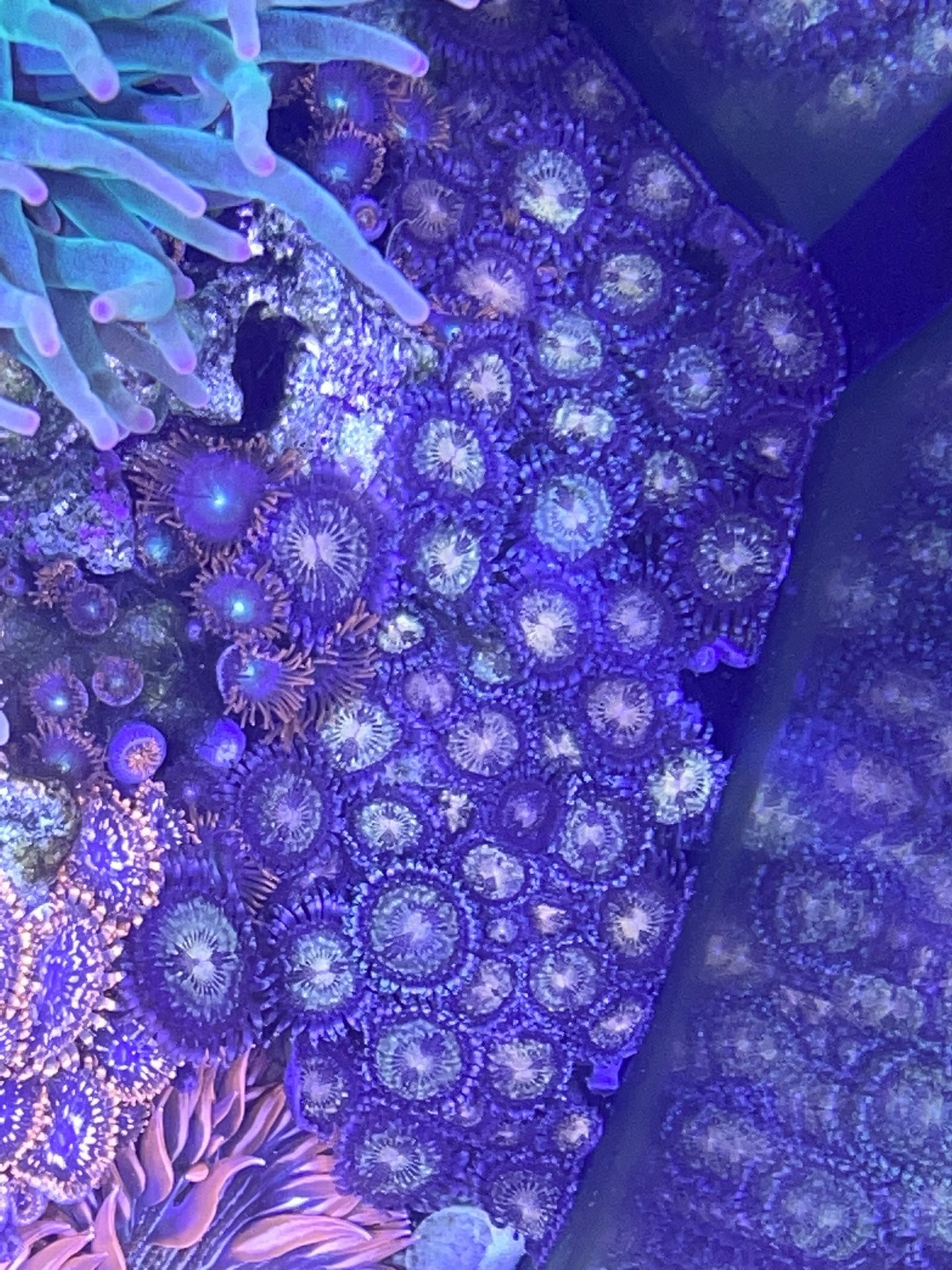 Pandora Zoanthid Coral 30-40 Polyps