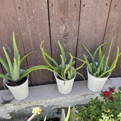 Aloe Vera (sabila) Organic Plants