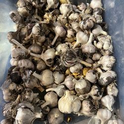 Italian/Elephant Garlic Bulbs