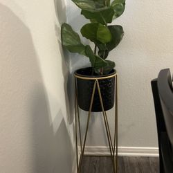 Plant With Holder 