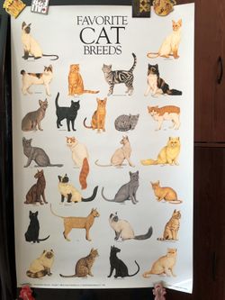 Cat breed poster