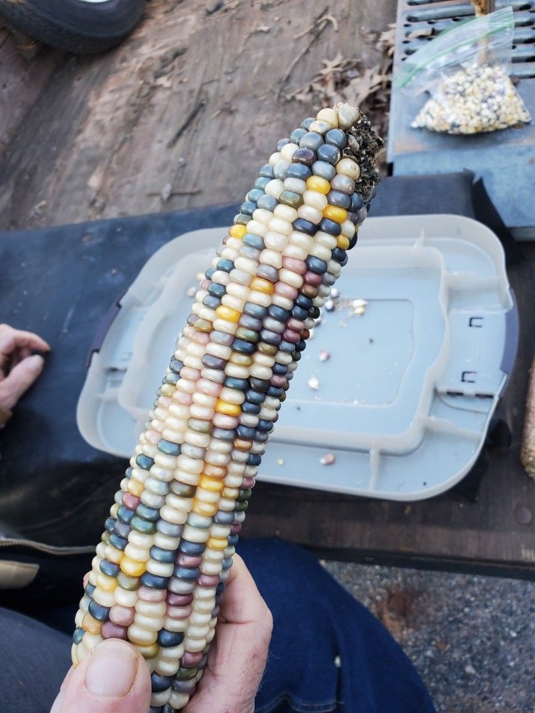 Indian Corn
