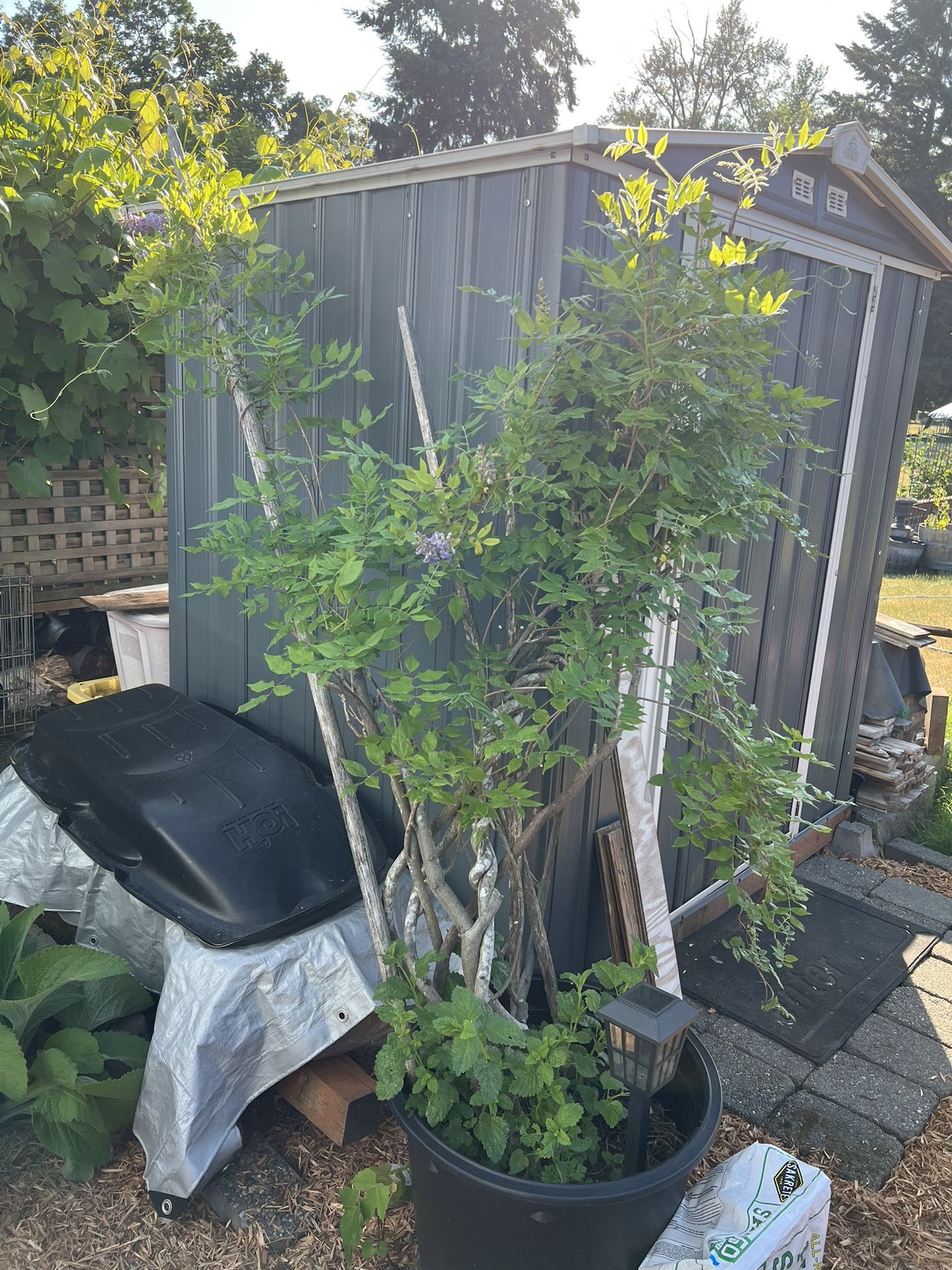 Wisteria Ready To Bloom