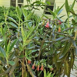 Big Pot Of Mother Of Thousands Plant 