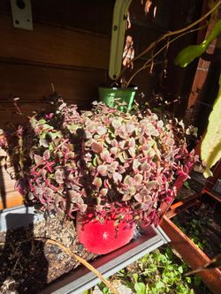 Pepperomia plant
