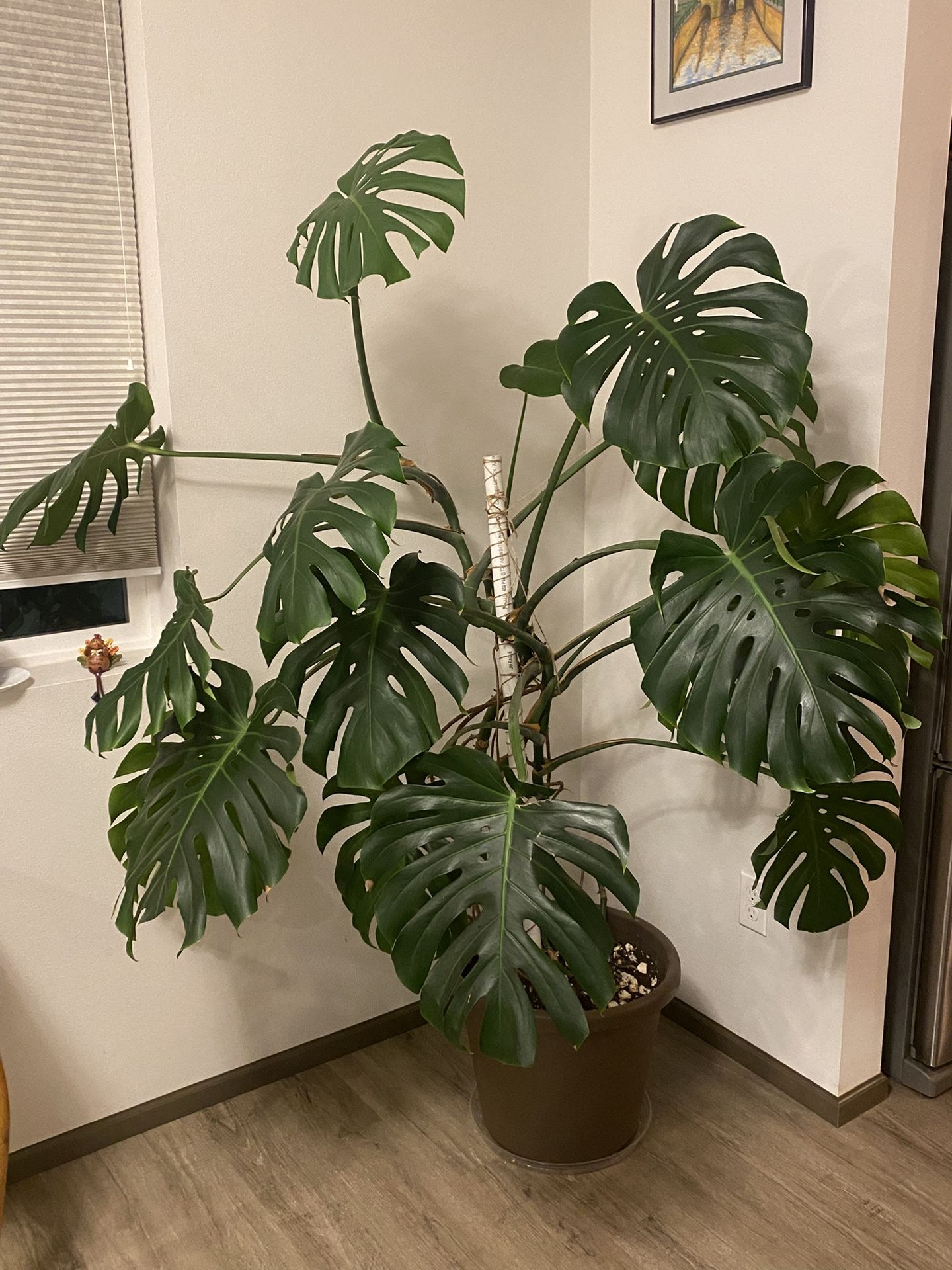 Monstera Plant - Mature - Price Reduced!
