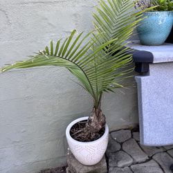 🌿 Live Plants – Assorted Indoor & Outdoor – Name Your Price!