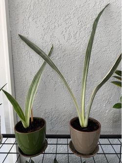 Sanseveria / snakeplants
