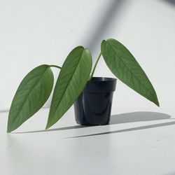 Rare Cebu Blue Pothos Money Plant/ House Plant/ Indoor Plant Flower Patio Garden