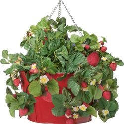 Sweet Strawberry Seedling Plant In Hanging  Pot Free Black Eyed Susan Plant