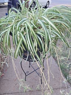 HUGE LIVE SPIDER PLANT W new /BABYS