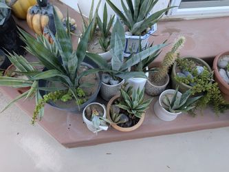 Potted Cactus Plants For Sale $5 To $20 Range.