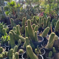 Argentina Giant Cactus