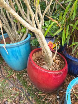 Extra Large Desert Rose Pink