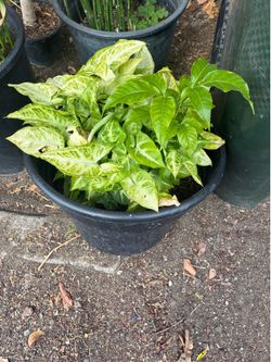 Plants