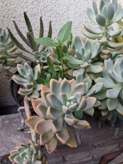 Succulent Cactus mix gallon pot
