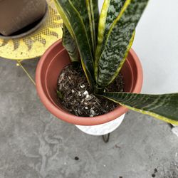 Large Snake Plant - Dracaena trifasciata