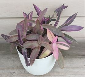 Tradescantia Pink Stripe Plant 🪴 