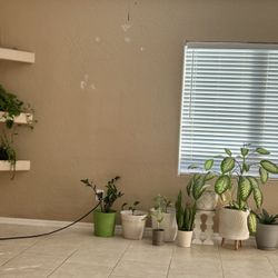 Moving Sale Plants For Sale 