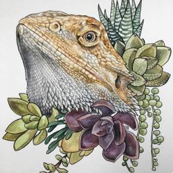 Bearded Dragon Enclosure 