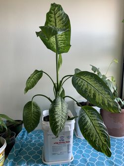 Dieffenbachia a live plant