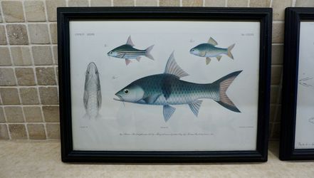 Fish Artwork
