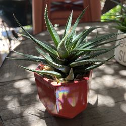 Iridescent Color Pot With Beautiful Succulent 