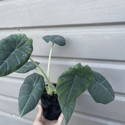 4” Alocasia Maharani 