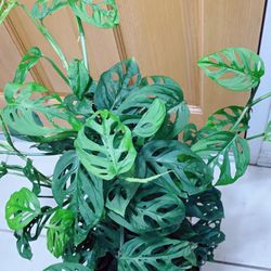 Very Healthy Swiss Cheese Monstera Plants