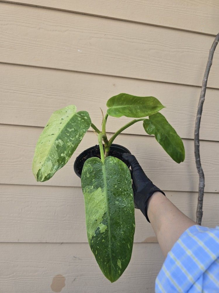 Jose Buono Philodendron Live Plant