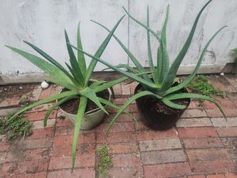 Aloe vera plants