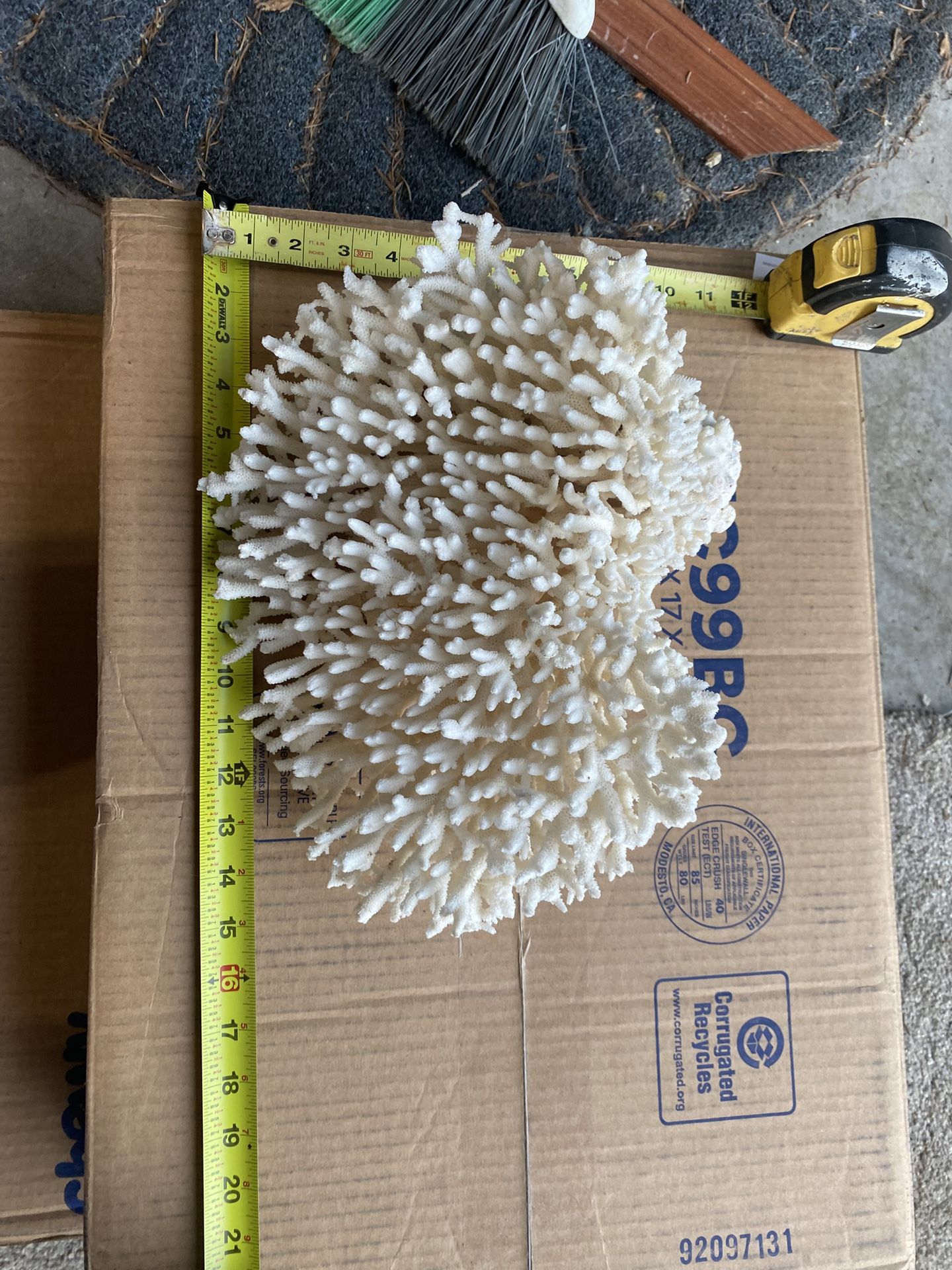 Coral