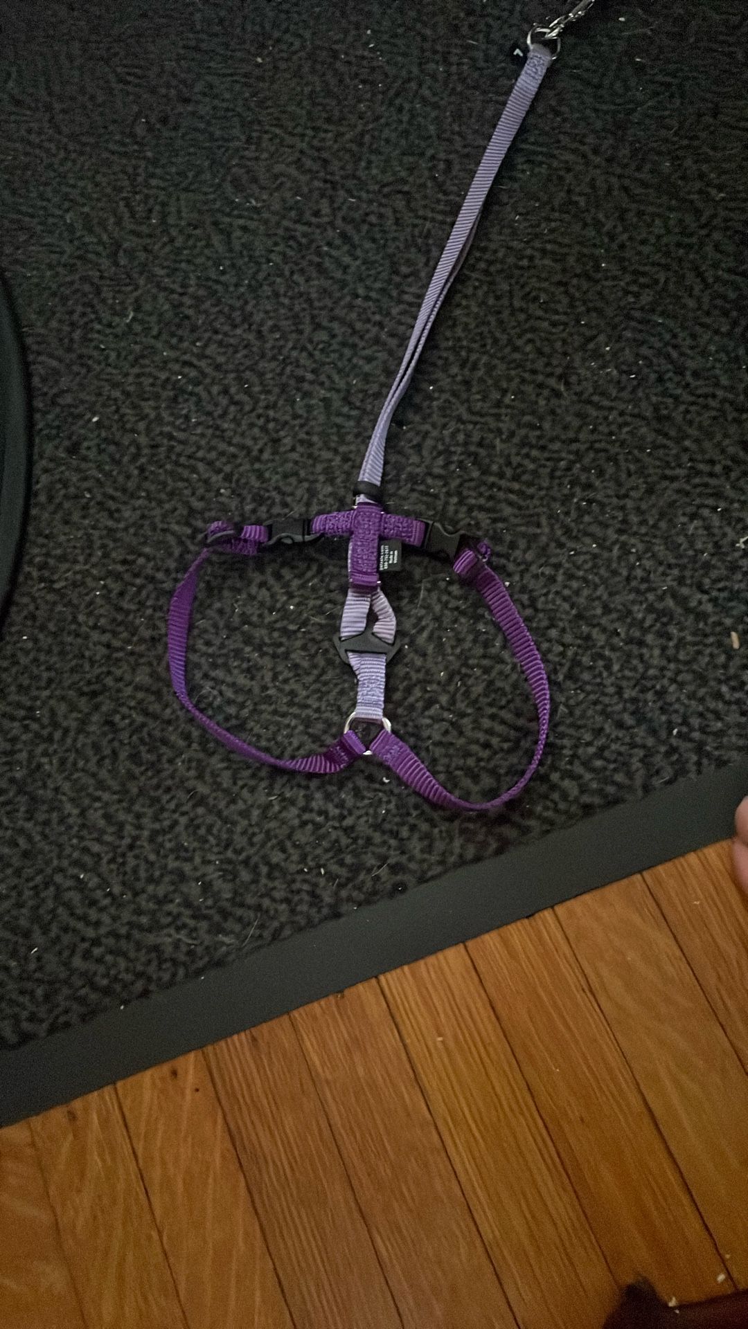Cat Leash/Halter
