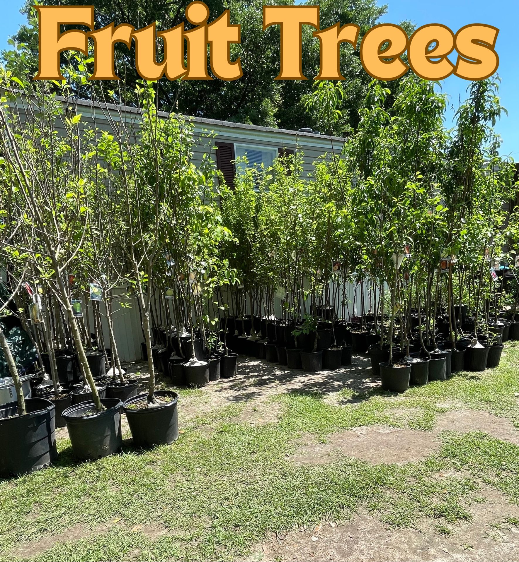 Fruit Trees (Read Description)