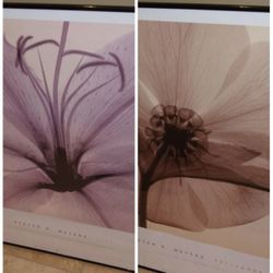 Pair Of Flower Framed Wall Art Pictures 