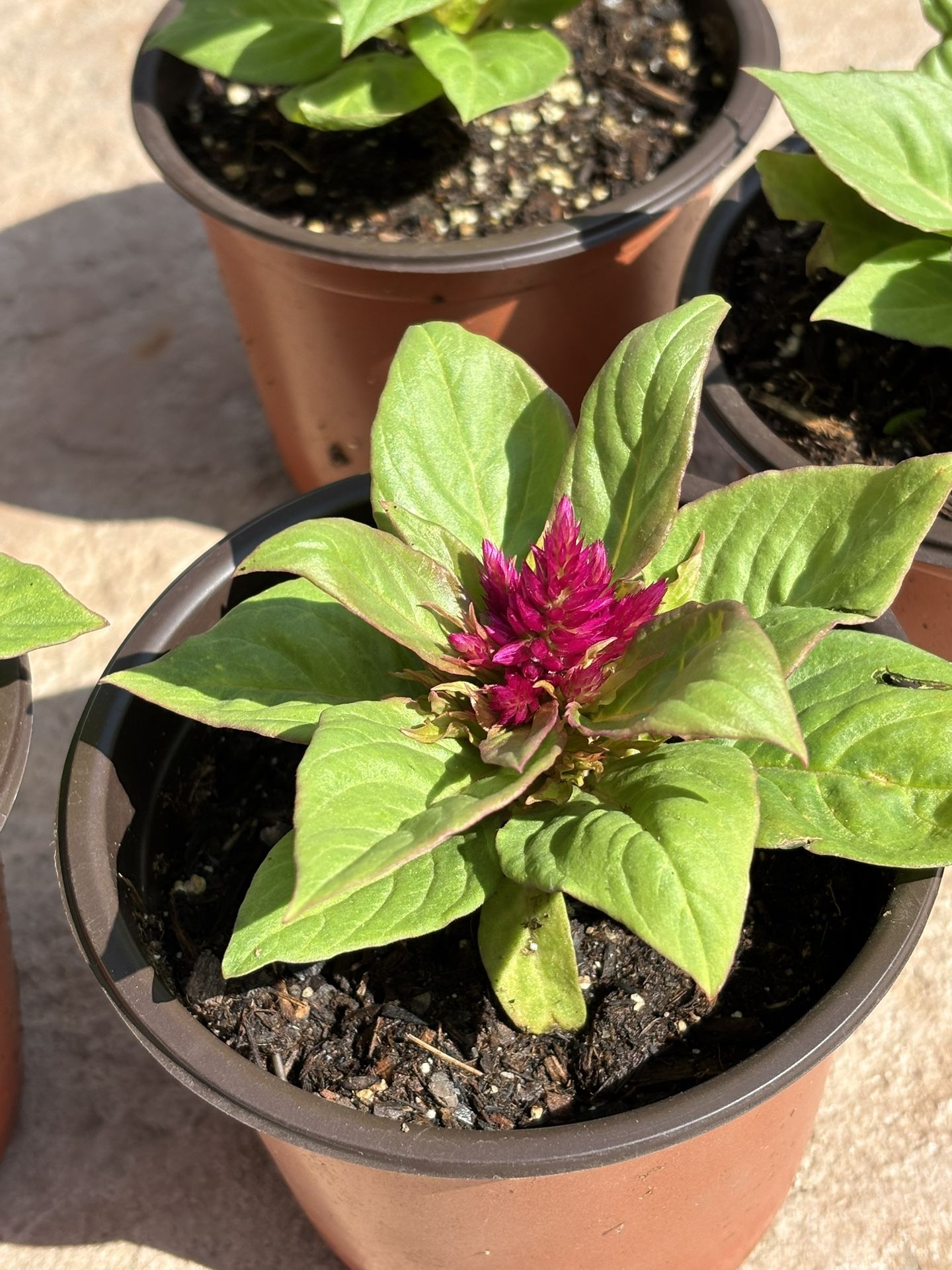 Kimono , Celosia Plant (hot pink Color )