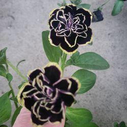 Rare Large Midnight Gold Double Black Petunia Flower Plants! Several Colors Available! 2026 Plants