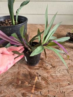Cradle of Moses or oyster plant