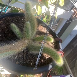 Monkey tail
