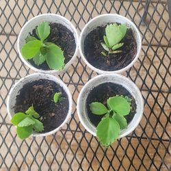 Kalanchoe plant