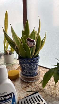 plant
