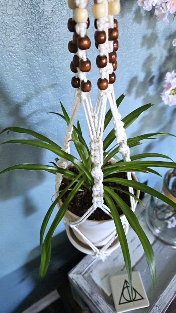 Mature Spider Plant In Rustic Terracotta White Pot And Handmade Macrame Hanger