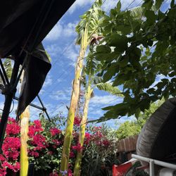 Baby Banana Trees