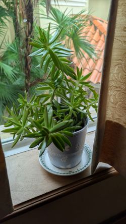 Lovely 5" butterfly ceramic pot with succulents